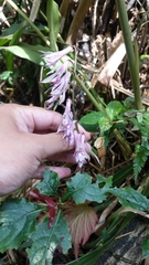 Cremastra appendiculata