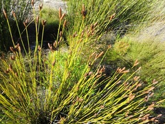 Nevillea obtusissima