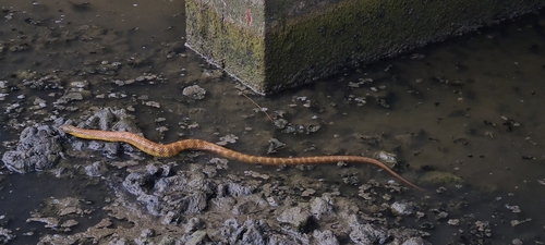 Tiger Snake sighting