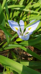 Iris brevicaulis