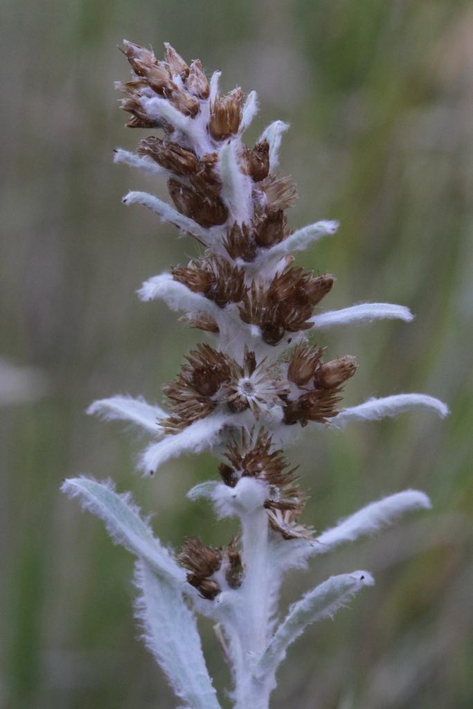 Gamochaeta thouarsii
