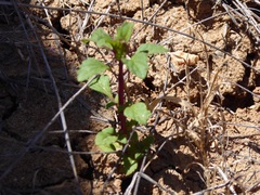 Acanthomintha ilicifolia