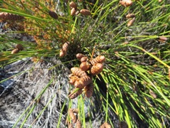 Nevillea obtusissima