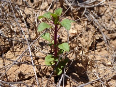 Acanthomintha ilicifolia
