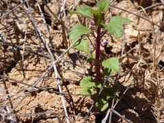 Acanthomintha ilicifolia