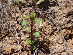 Acanthomintha ilicifolia