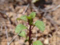 Acanthomintha ilicifolia