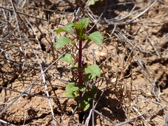 Acanthomintha ilicifolia