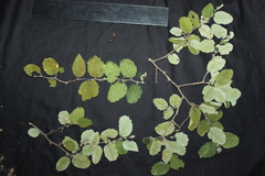 Celtis pallida discolor
