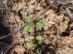 Acanthomintha ilicifolia