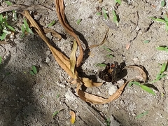 Chlosyne melitaeoides