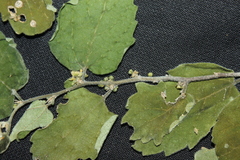 Celtis pallida discolor
