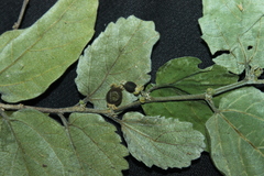 Celtis pallida discolor