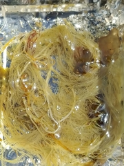 Desmarestia aculeata