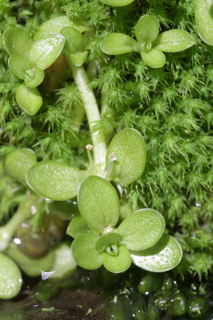 Callitriche christensenii