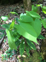 Tilia americana heterophylla