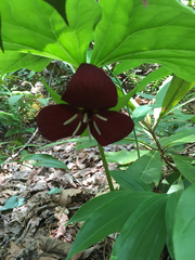 Trillium vaseyi
