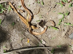 Chlosyne melitaeoides