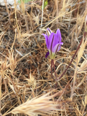 Brodiaea