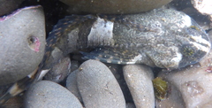 Clinocottus globiceps
