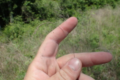 Rhynchospora inexpansa