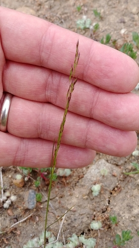 Image of Deschampsia danthonioides by no rights reserved