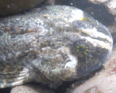 Clinocottus globiceps