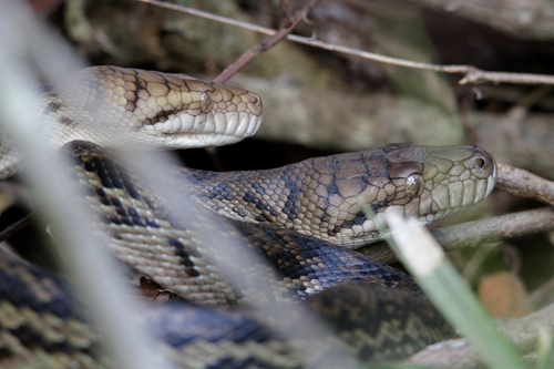Australian Scrub Python sighting
