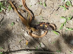 Chlosyne melitaeoides