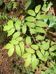 Prosartes lanuginosa