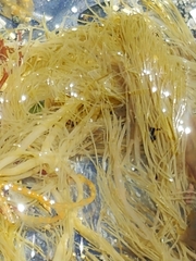 Desmarestia aculeata