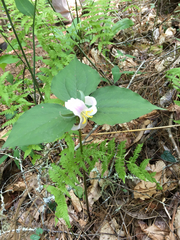 Trillium catesbaei