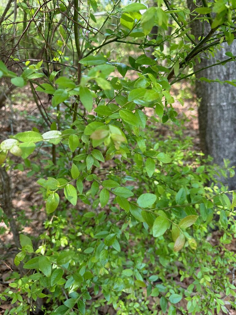 mayberry from Gautier, MS, USA on March 26, 2024 at 02:49 PM by Janet ...