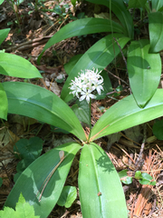 Clintonia umbellulata