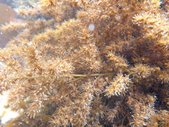 Odonthalia floccosa