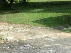 Acridotheres javanicus