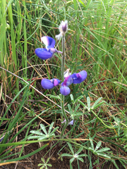 Lupinus nanus