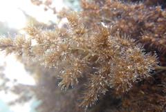 Odonthalia floccosa