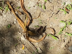 Chlosyne melitaeoides