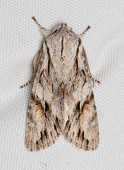 Egira crucialis