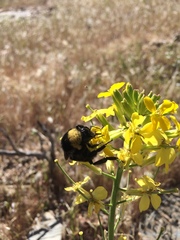 Bombus crotchii