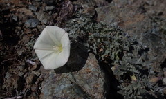 Calystegia collina venusta