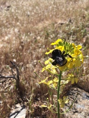 Bombus crotchii