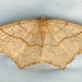 Oak Besma Moth - Photo (c) Jim Johnson, some rights reserved (CC BY-NC-ND), uploaded by Jim Johnson