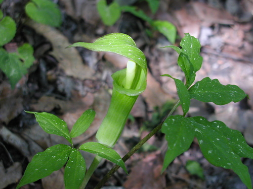 Arisaema solenochlamys iNat (2)