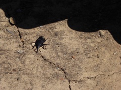 Scyphophorus yuccae