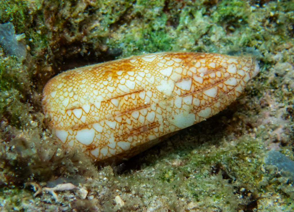 Conus canonicus