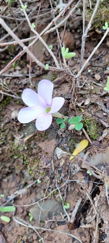 Image of Oxalis fibrosa by (c) Danie Palm, some rights reserved (CC BY)