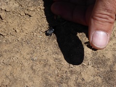 Scyphophorus yuccae