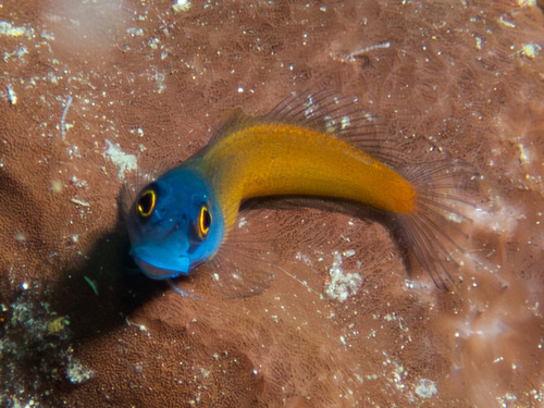 Bluehead Blenny — seen at this dive site